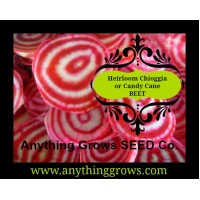 Beet - Chiogga Guardsmark - Organic- AKA Candy Cane Beat